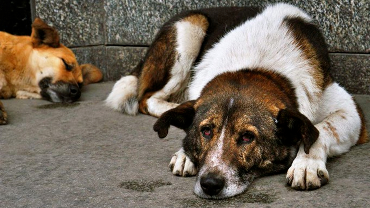 İstanbul Valiliği açıkladı! Sokak köpekleri vatandaşlara saldırırsa tedbir almayan amirler ceza alacak