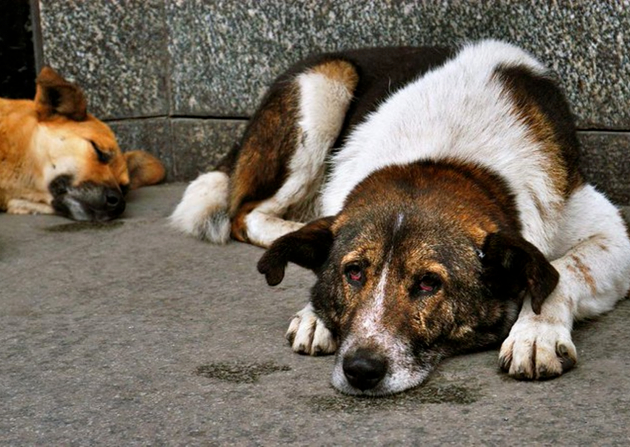 İstanbul Valiliği açıkladı! Sokak köpekleri vatandaşlara saldırırsa tedbir almayan amirler ceza alacak