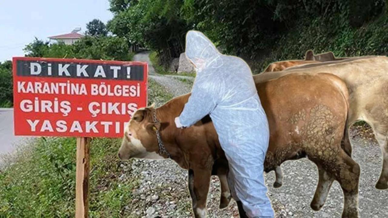 Bolu'da iki köy şap hastalığı nedeniyle karantina altına alındı