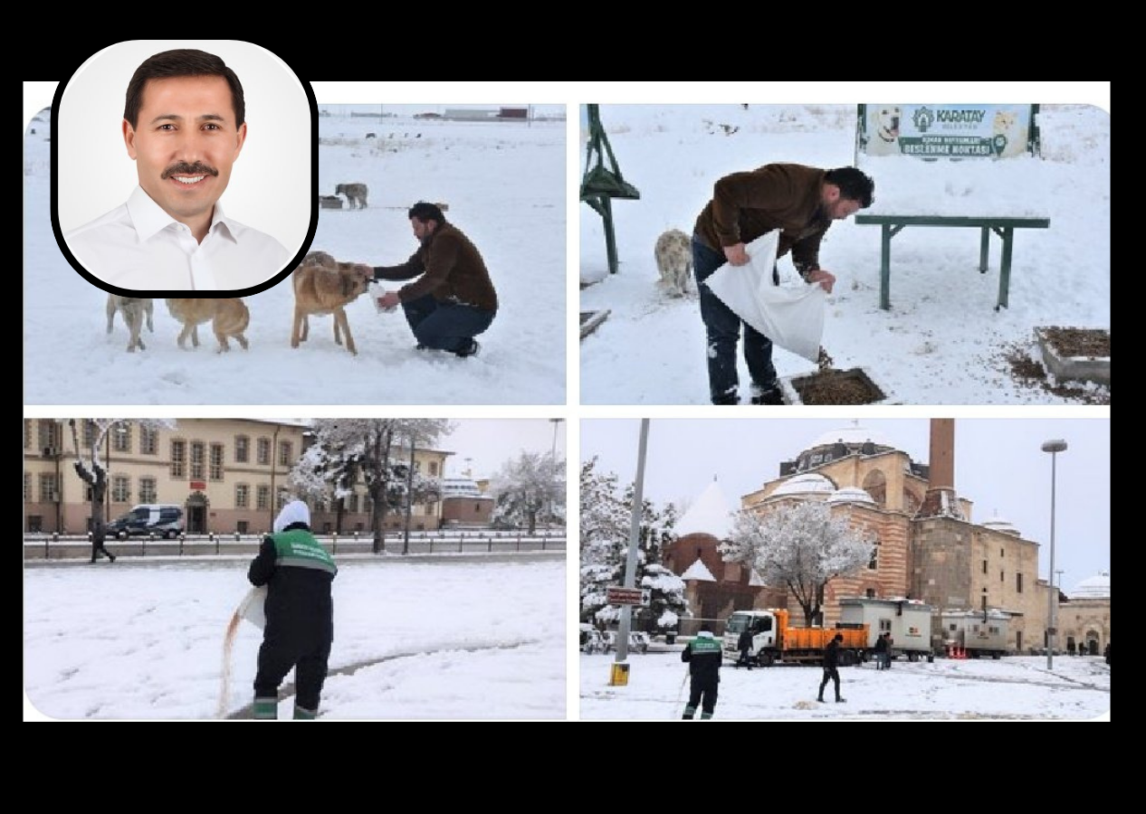 Konya'da 2 yaşındaki çocuk 10 köpeğin saldırısının ardından vefat etmişti! Sokak köpeklerini toplatmak yerine besleyen Karatay Belediyesi'ne tepki yağıyor! Belediye Başkanı'ndan açıklama