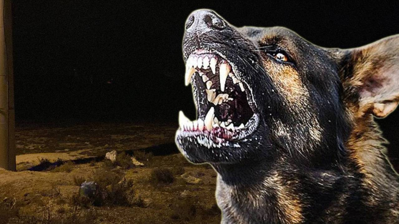 Konya'da korkunç olay! 2 yaşındaki çocuk, boş arazide köpeklerin saldırısı sonucu hayatını kaybetti