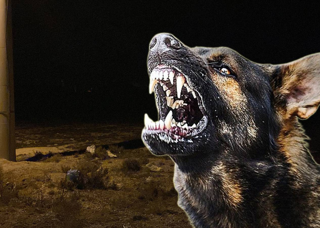 Konya'da korkunç olay! 2 yaşındaki çocuk, boş arazide köpeklerin saldırısı sonucu hayatını kaybetti