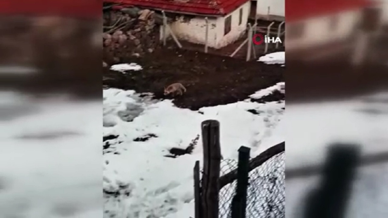 Onca kötü olay yaşanırken vatandaşın tilki ile sohbeti gülümsetti
