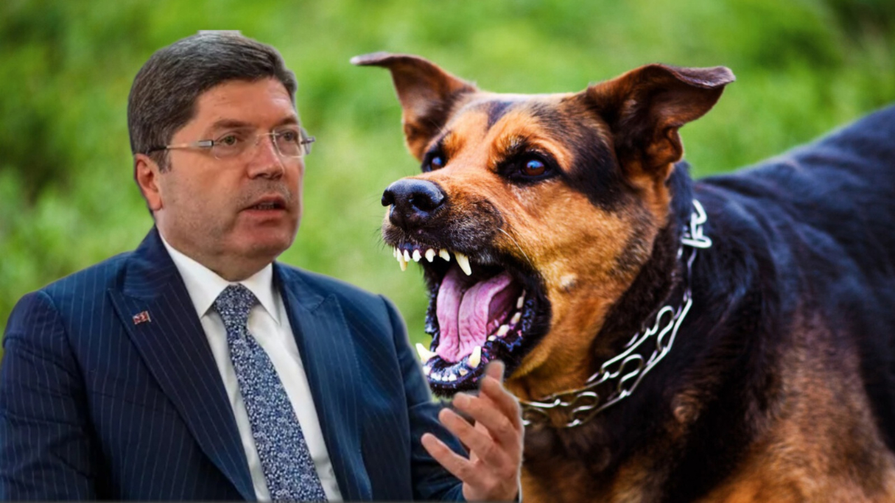 Belediyelere başıboş köpek uyarısı! Bakan Tunç duyurdu: Hukuki ve cezai işlemler uygulanacak!