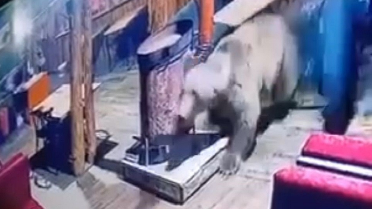 Bursa Uludağ'da işletmeyi ayı bastı! O anlar kamerada...
