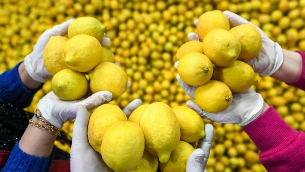 Ticaret Bakanlığı'ndan limon ihracatı kararı! Geçici olarak durduruldu