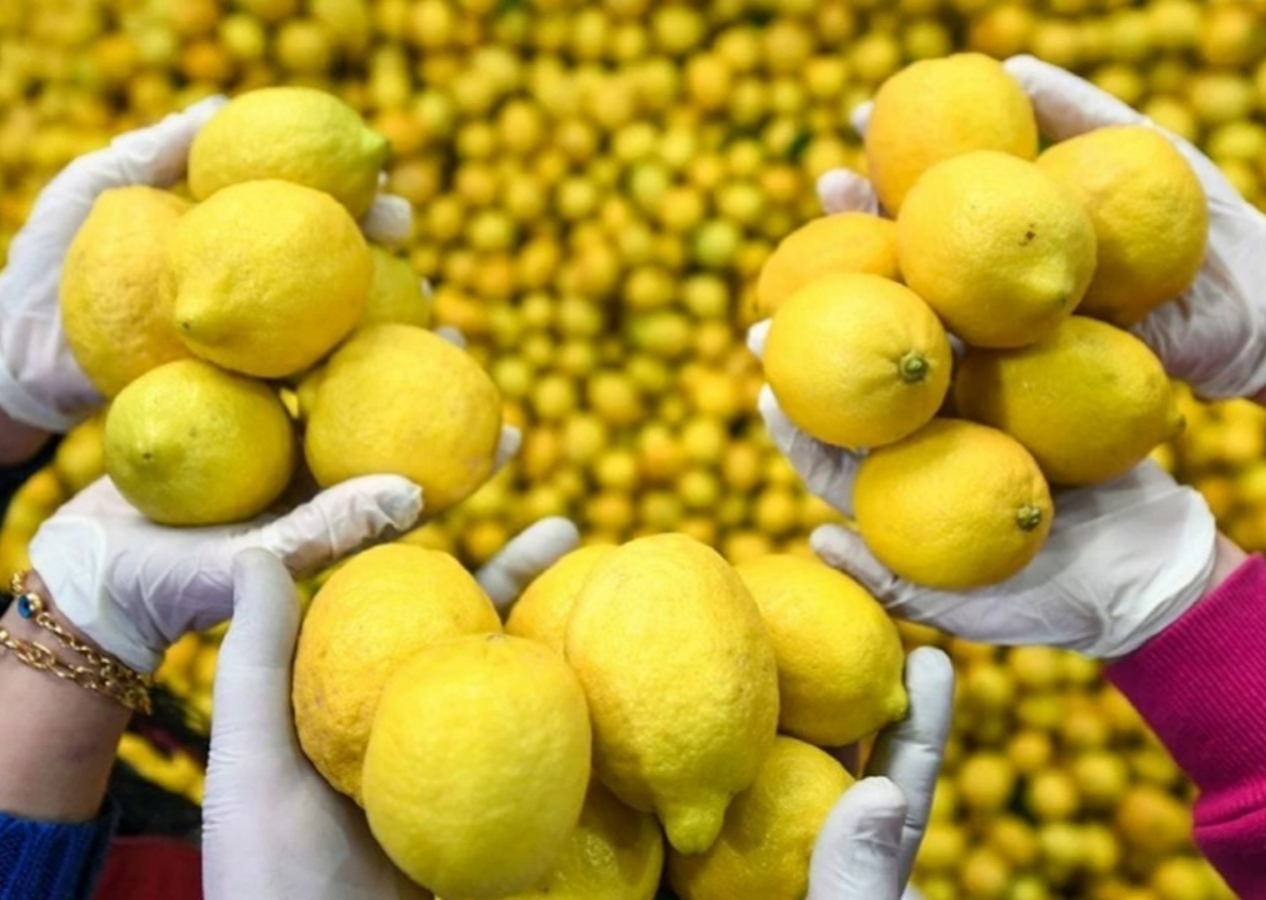 Ticaret Bakanlığı'ndan limon ihracatı kararı! Geçici olarak durduruldu