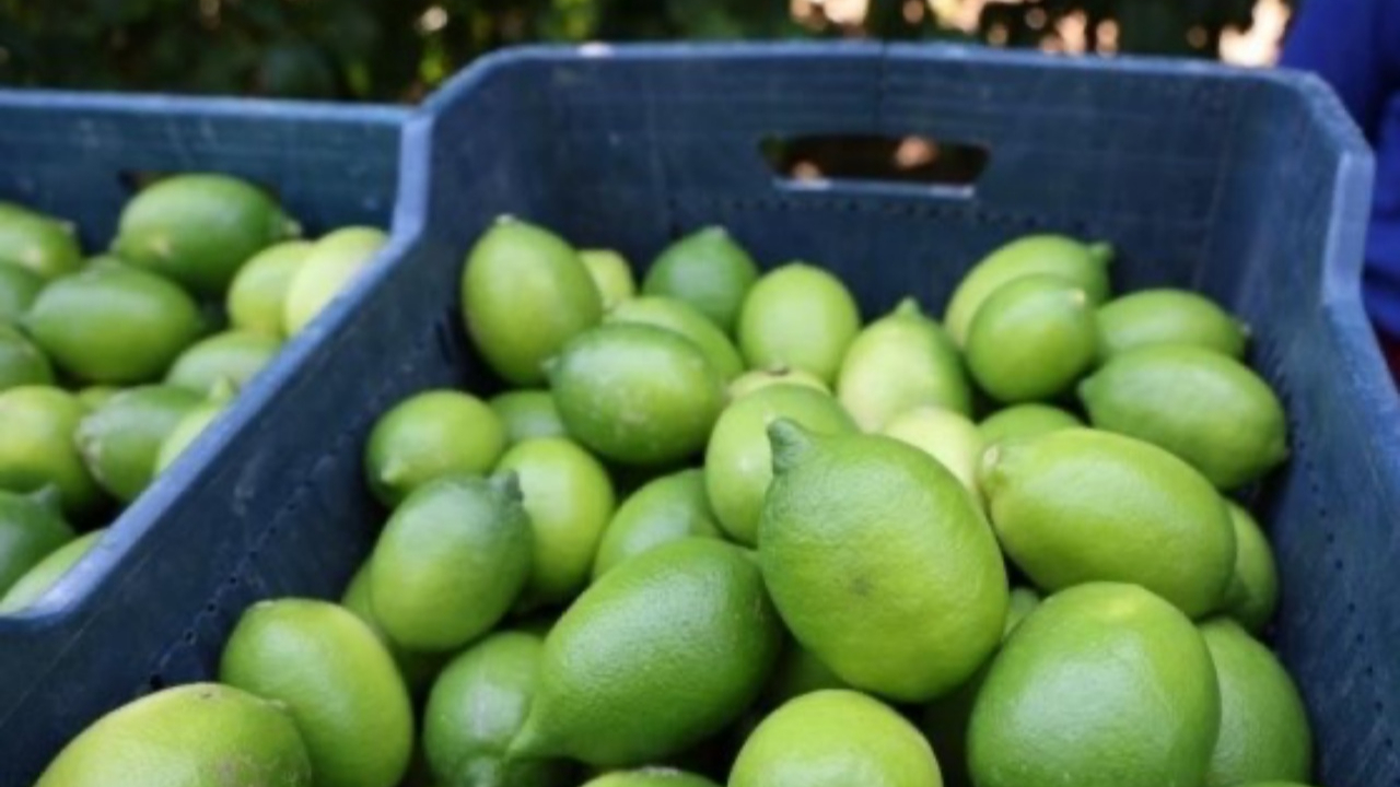 Limonda ihracat yasağı kalktı