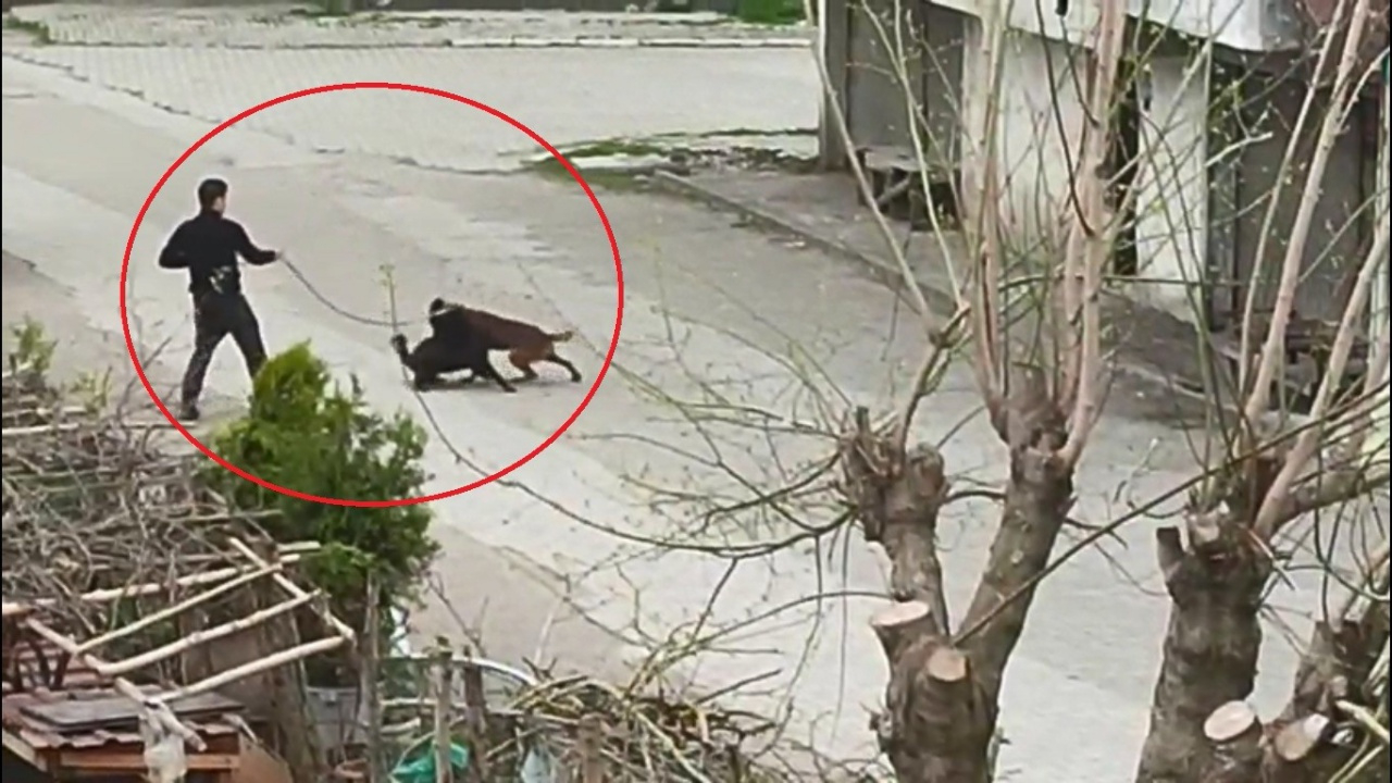 Samsun'da skandal görüntüler: Köpeğini sokak köpekleriyle kavga ettirdi!