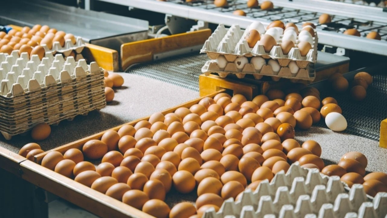 Yumurtada salmonella riski! TÜGİS uyardı! Dokunduktan sonra elinizi mutlaka yıkayın