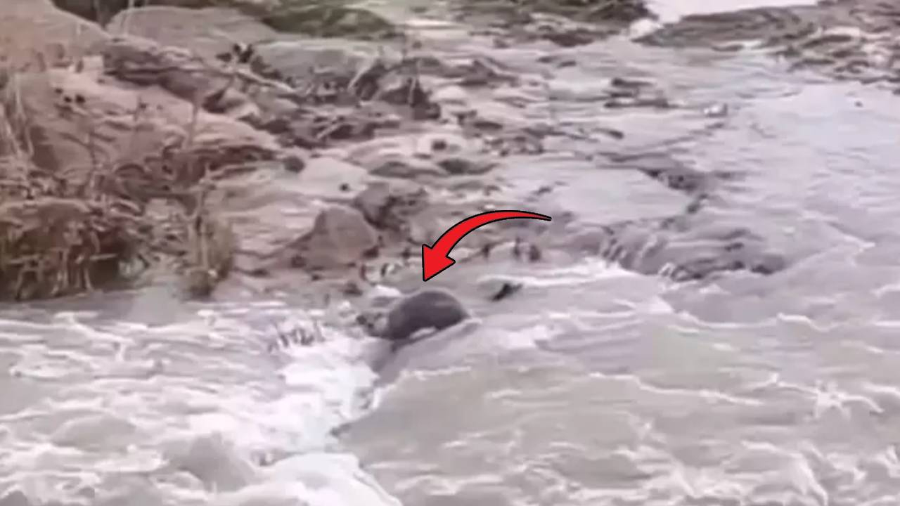 Kızılırmak'ta 'Nesli tükenme tehdidine yakın' kategorideki su samuru görüntülendi