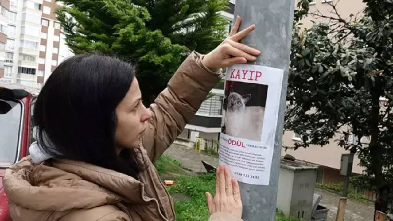 Buhar oldu uçtu! Sahibi, kayıp kedi Badem'i bulanı altınla ödüllendirecek