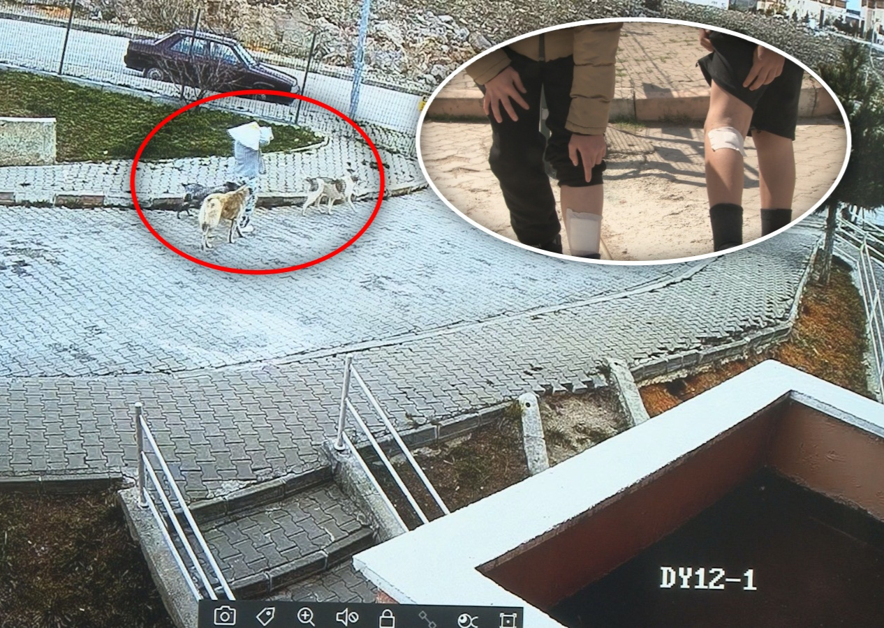 Ankara Çubuk’ta korku dolu anlar: Köpekler çocuklara saldırdı, sahibi olan kadın izledi!