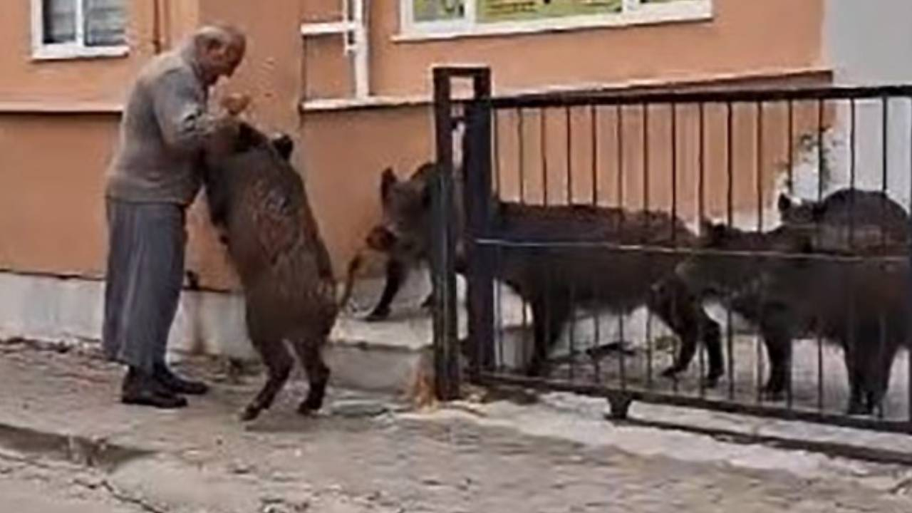 Marmarisli vatandaş bahçeye giren domuzları ekmek vererek uzaklaştırdı