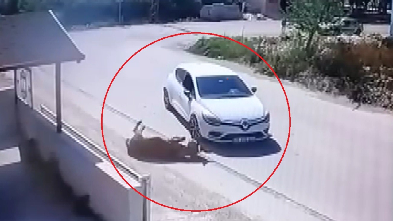 Yol ortasındaki eşeği otomobiliyle ezdi, ehliyetine 6 ay süreyle el konuldu