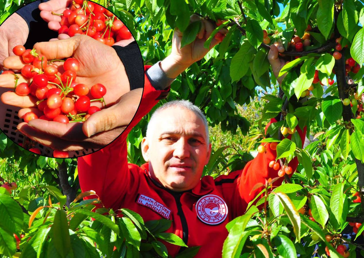Manisa'da hasat edilen sezonunu ilk kirazı kilosu 3 bin 500 TL'den satıldı