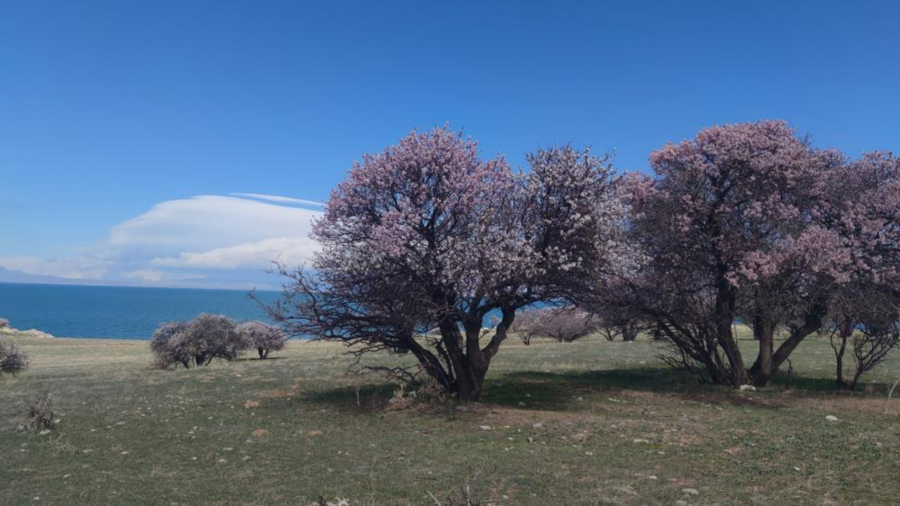 Van Gölü’nde bahar şöleni: Çarpanak Adası badem çiçekleriyle büyülüyor