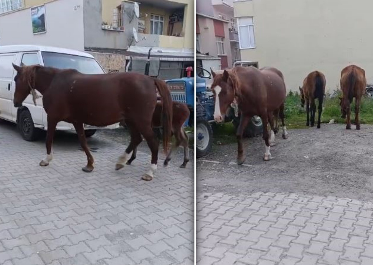 Tekirdağ'ı atlar bastı! Gören telefonuna sarıldı... Sürücülere zor anlar yaşattılad!