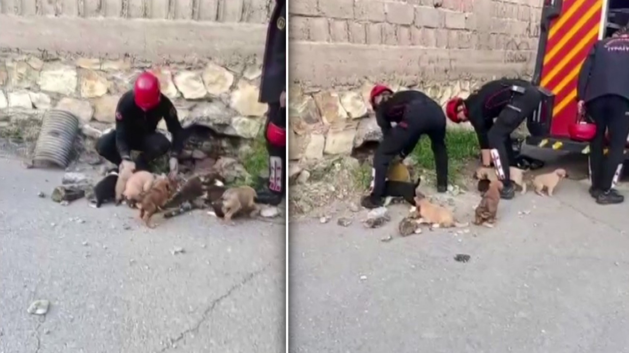Kahramanmaraş’ta mucize kurtarış! Boruya sıkışan 7 yavru köpek kurtarıldı!