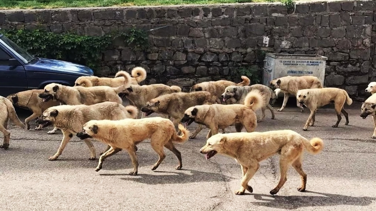 İçişleri Bakanlığı'ndan tüm belediyelere başıboş köpek uyarısı