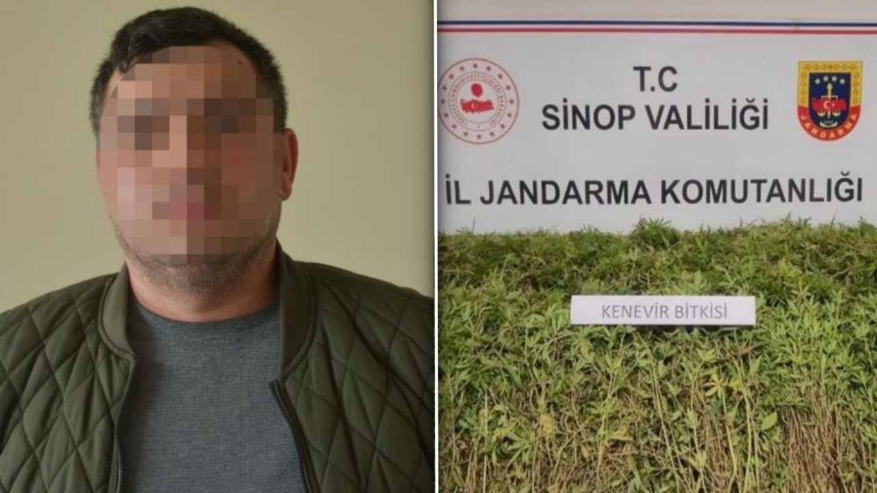 Gerze’de kenevir tartışması! Arazi sahibi “İzinli ekimden kendiliğinden çıktı” dedi!