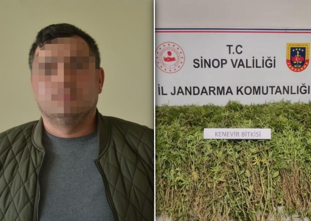 Gerze’de kenevir tartışması! Arazi sahibi “İzinli ekimden kendiliğinden çıktı” dedi!