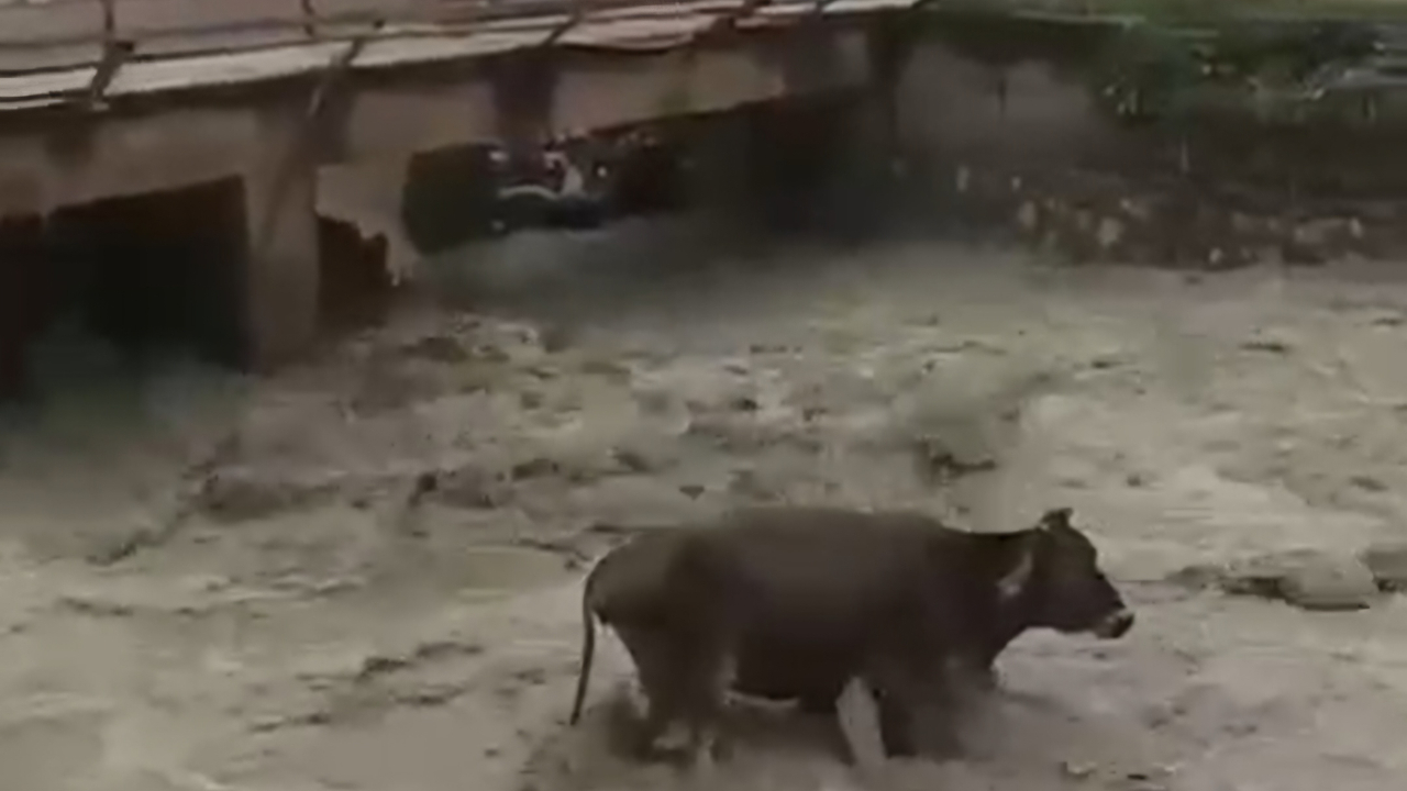 Siirt’te yürek ısıtan kurtarma!Taşan deredeki inek sağ salim kurtuldu