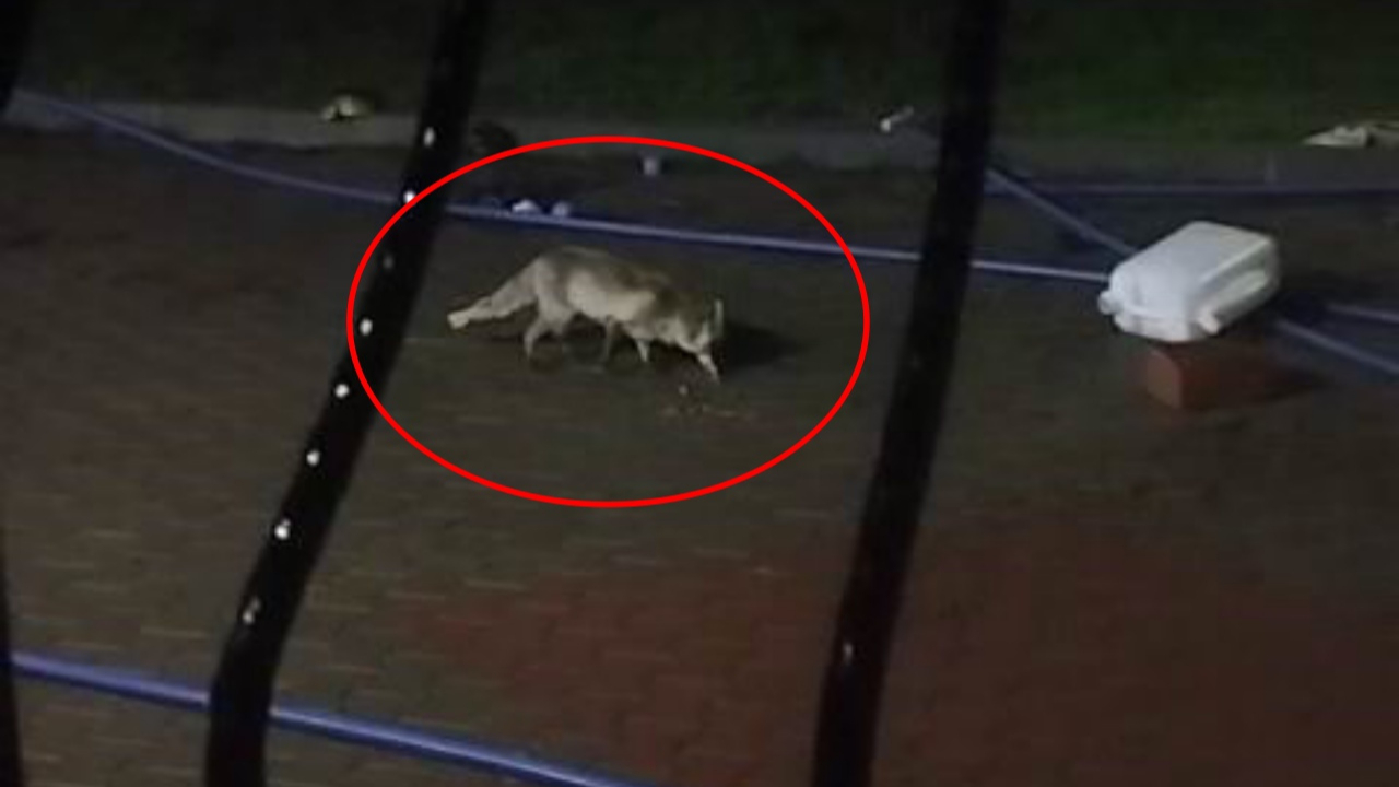 Köpek sandı, tilki çıktı! Bingöl’de aç tilkiye bağ evinde şefkat: Yiyecekle beslendi