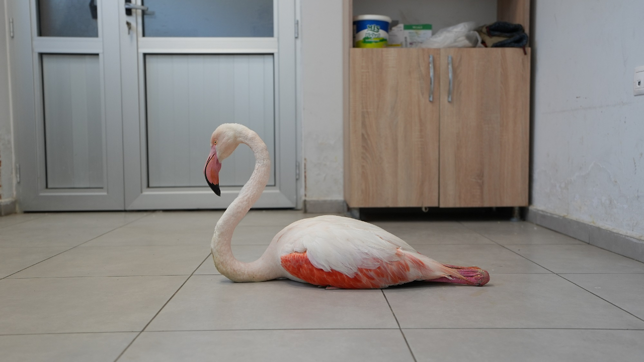 Denizli'de bulunan yaralı flamingo tedavi edilerek doğal yaşama geri bırakıldı