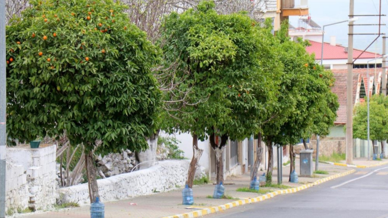 Bozdoğan’da kuraklığa karşı yenilikçi çözüm: Damacanalarla ağaçlar hayat buluyor