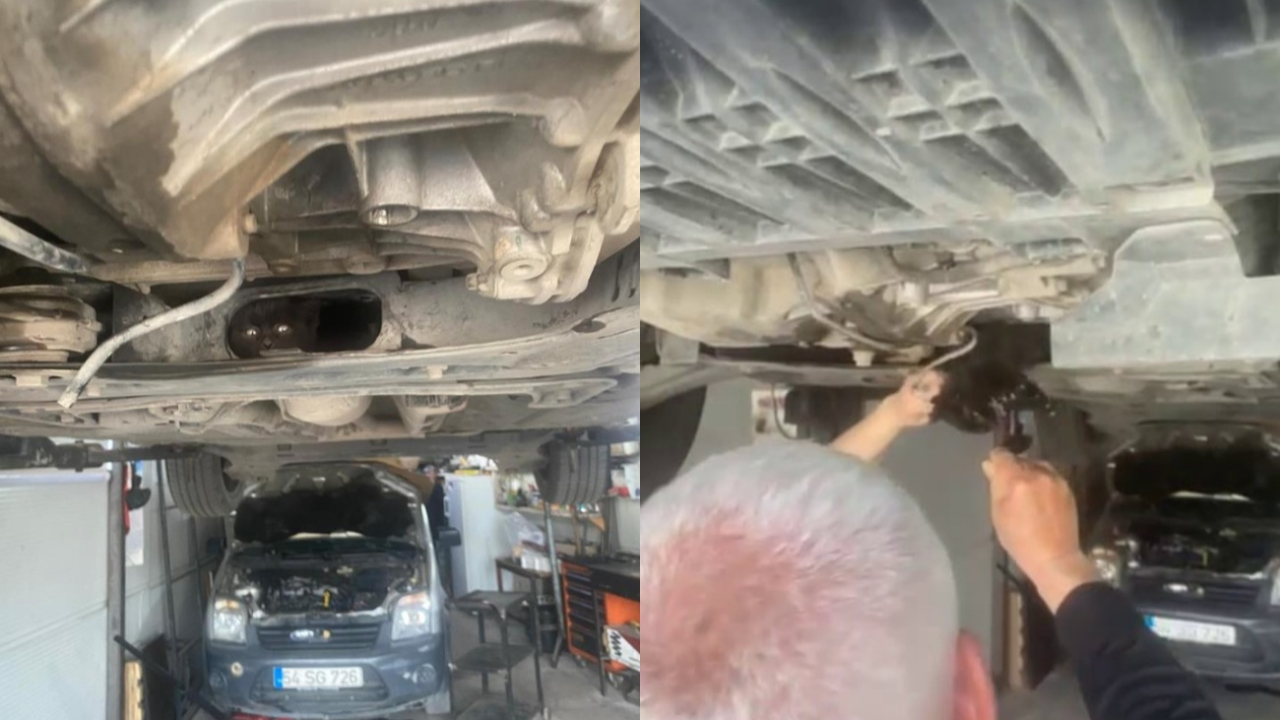 Sapanca’da yavru kedi kurtarma operasyonu