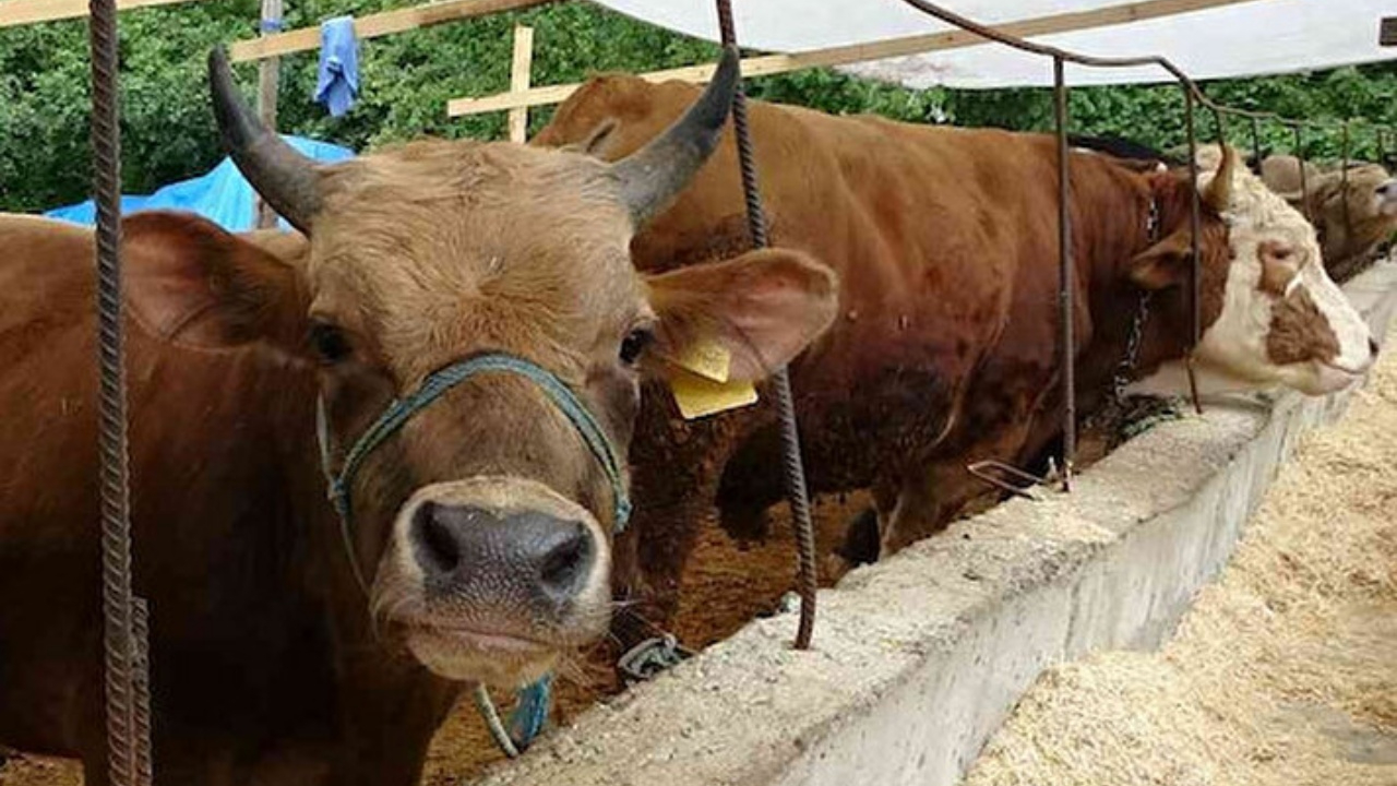Kurbanlık fiyatları şaşırtıyor! İllere göre büyük fark, en ucuz hangi şehirde?