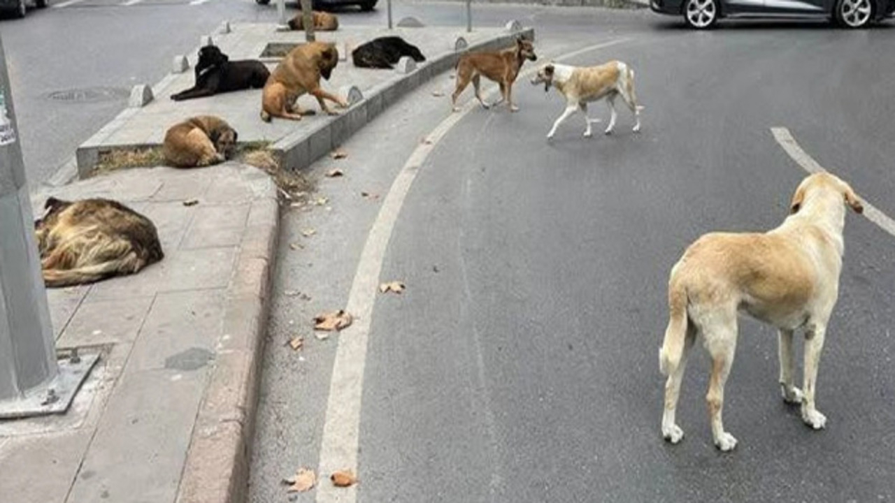 CHP'li belediyeden başıboş köpekler için 'somonlu mama' ihalesi