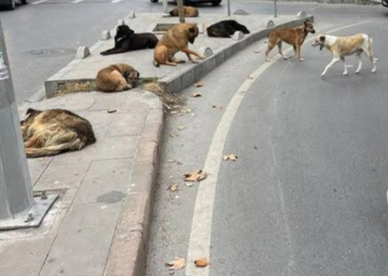 CHP'li belediyeden başıboş köpekler için 'somonlu mama' ihalesi