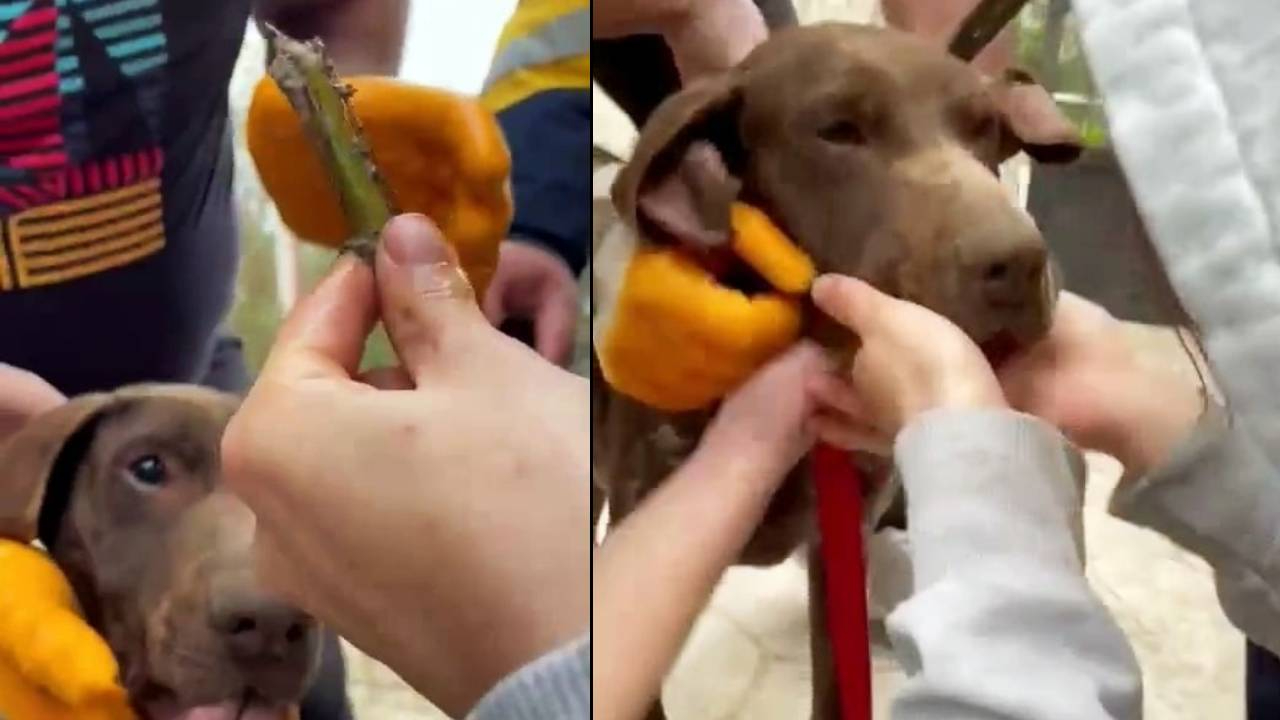 Genç kız boğazına ağaç parçasını takılan köpeğin hayatını böyle kurtardı