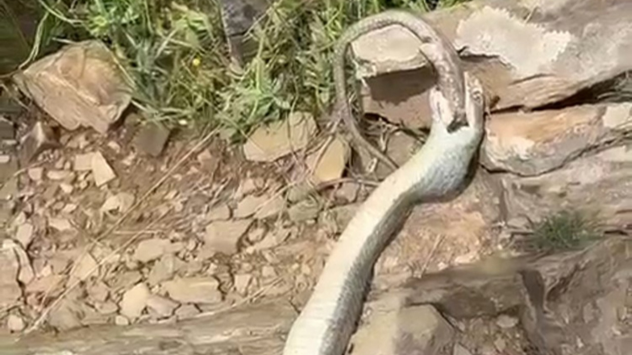 Hakkari'de enteresan olay: Yılan başka bir yılanı yedi!