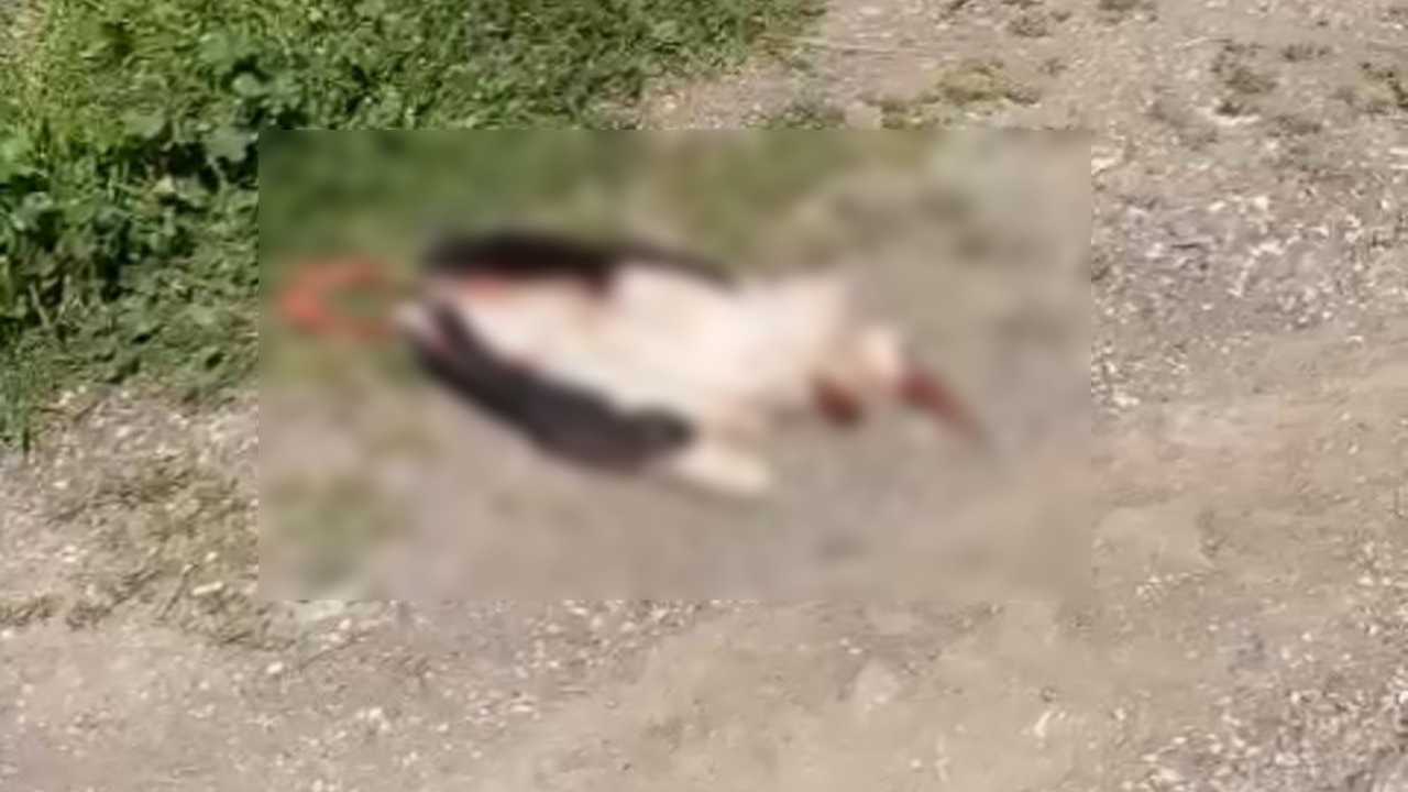 Tokat Turhal’da leylek trajedisi: Elektrik teline çarpan anne leylek öldü