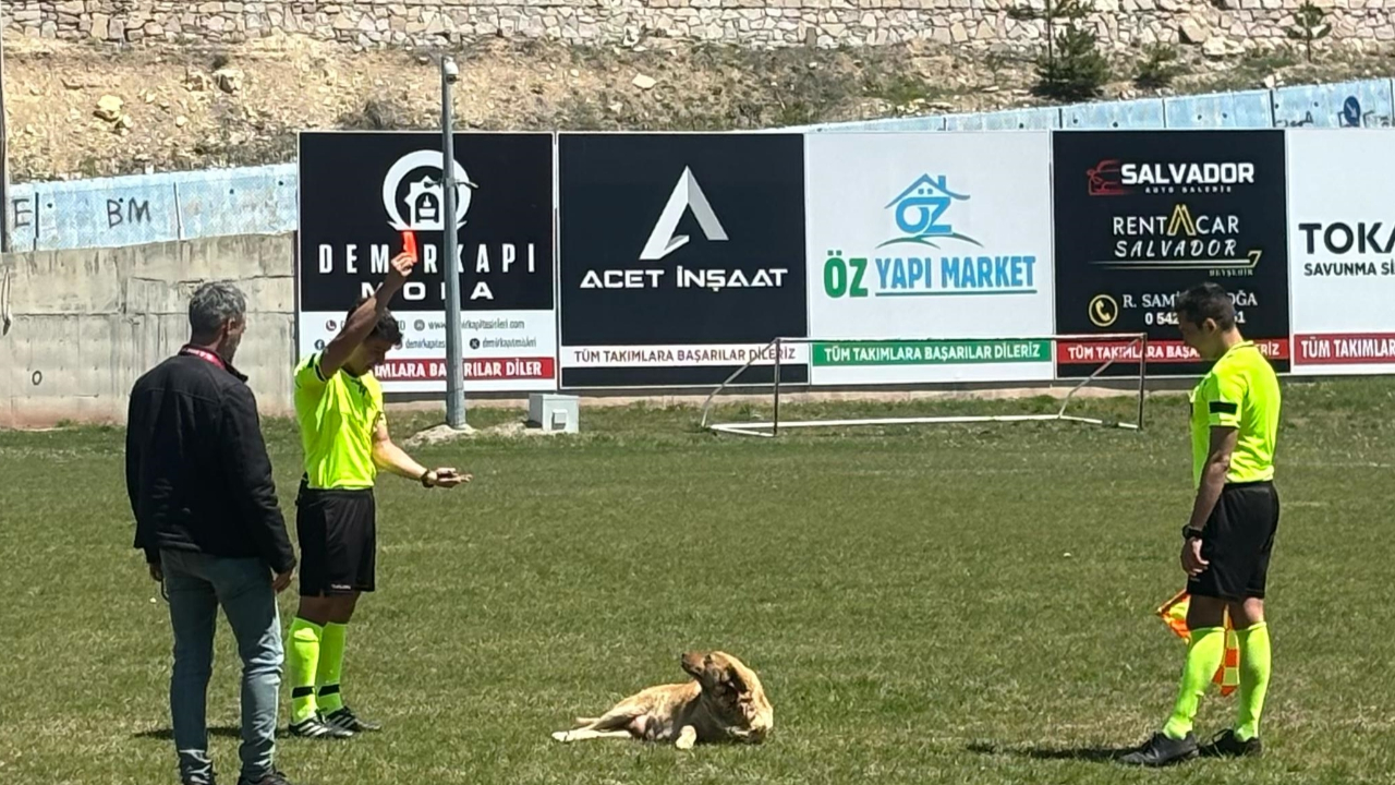 Hakem sahaya giren köpeğe kırmızı kart gösterdi