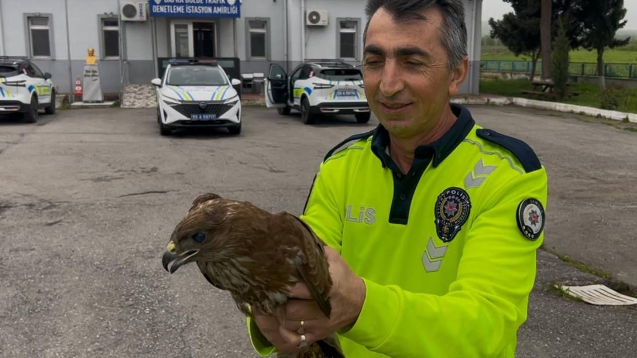 Bafra'da polis ekiplerinin bulduğu yaralı doğan koruma altında