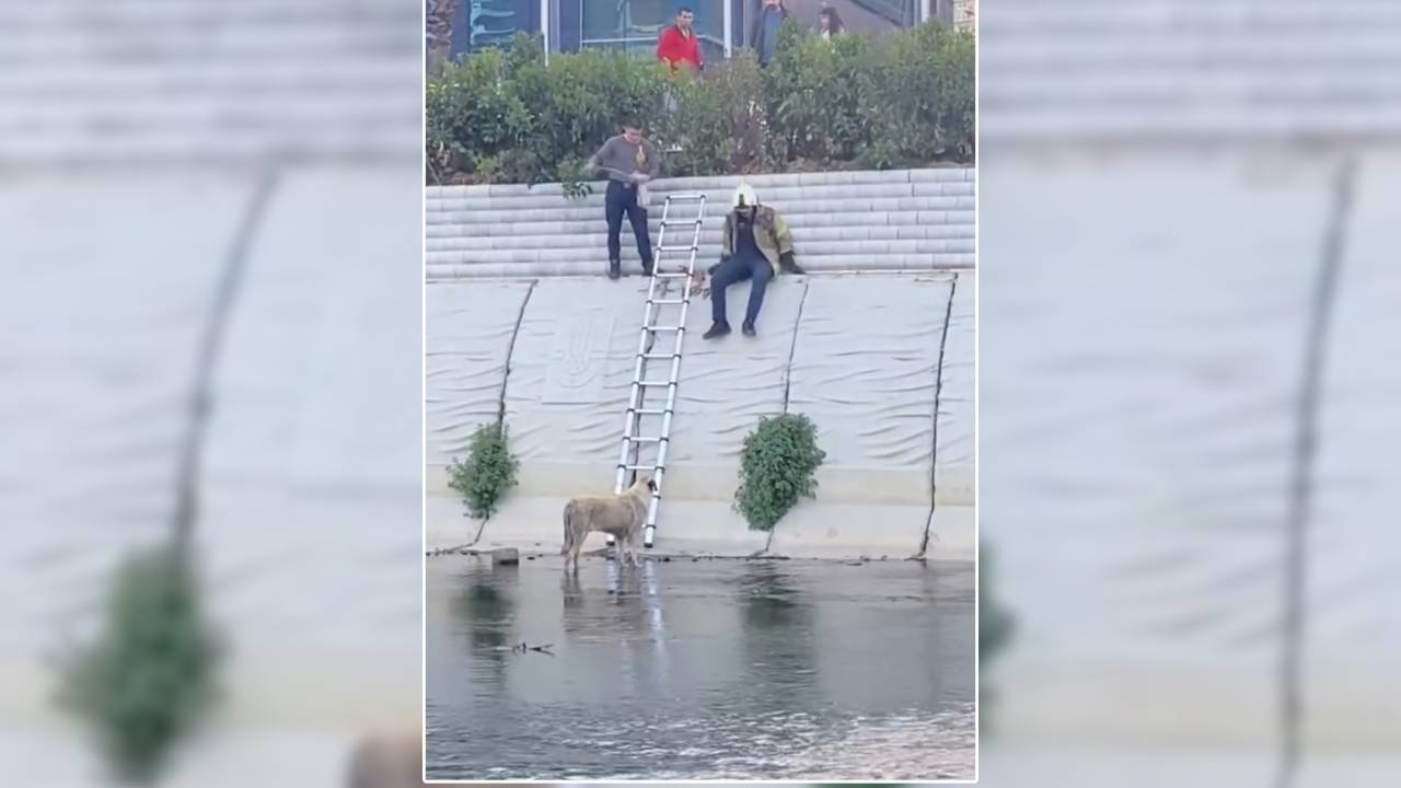 Derede mahsur kalan köpeği Kağıthane itfaiyesi kurtardı