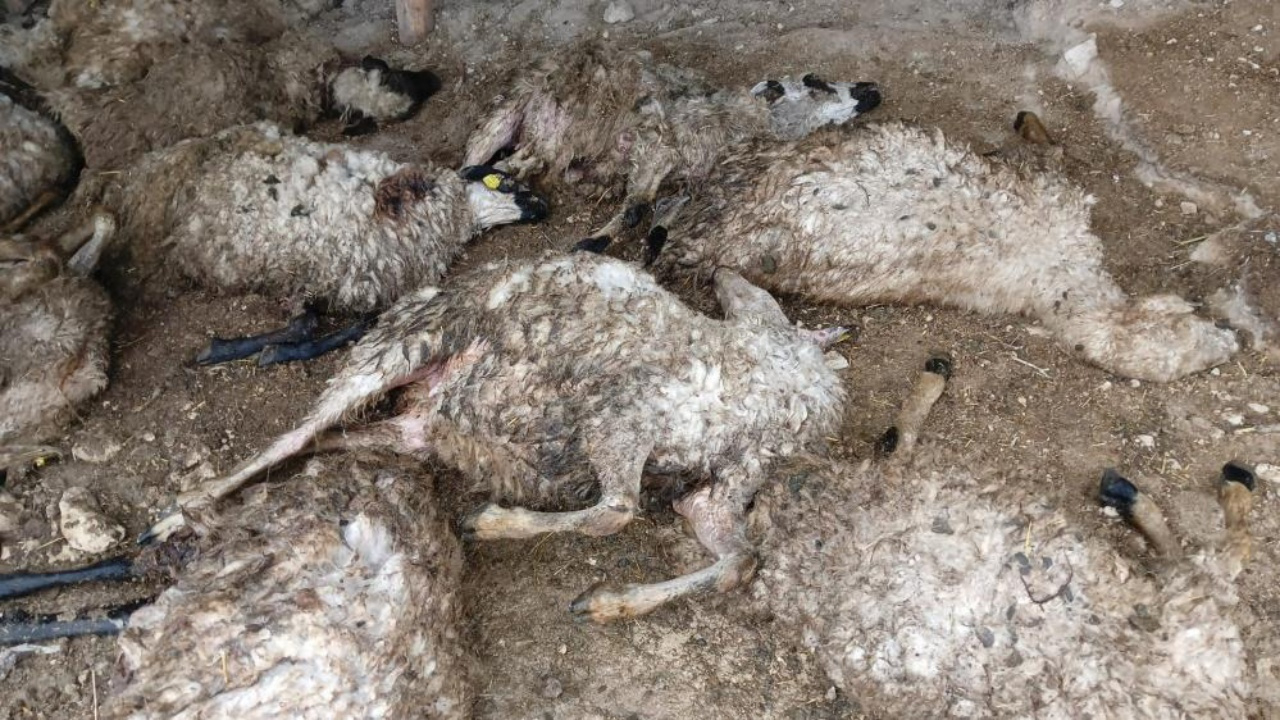 Tunceli Çemişgezek’te ağıl faciası: 11 koyun izdihamda telef oldu