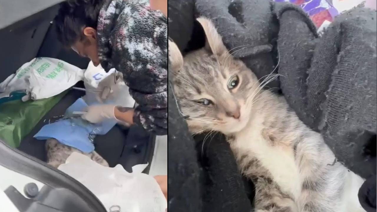 Veteriner depreme ameliyatta yakalandı kediyle beraber binadan dışarı çıktı