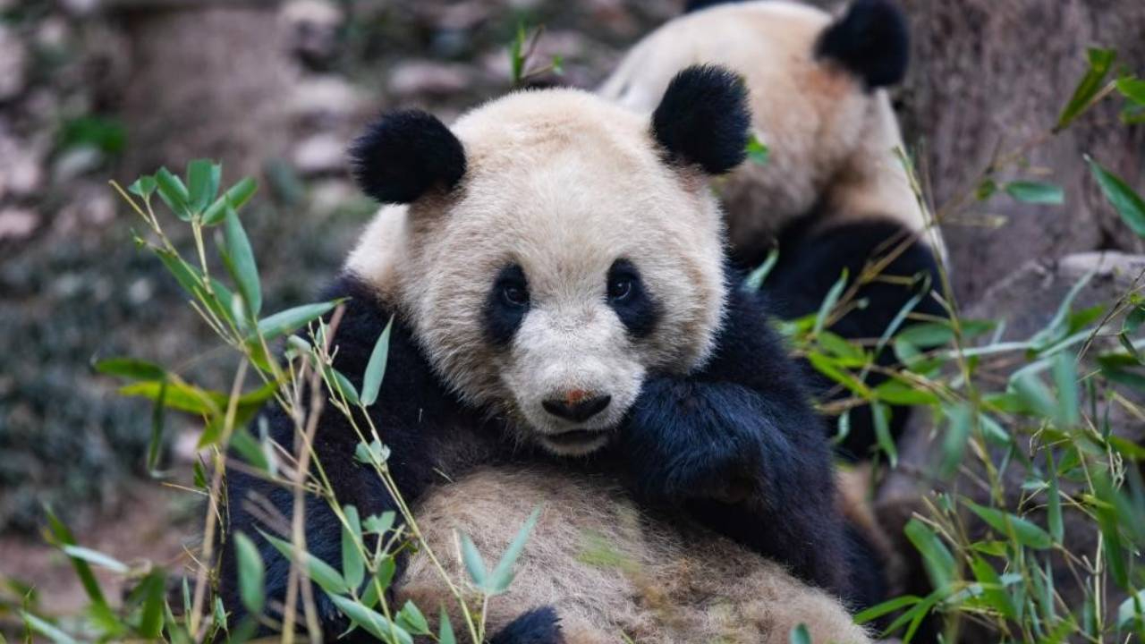 Çin'den Avusturya'ya dostluğun simgesi olarak iki dev panda hediyesi