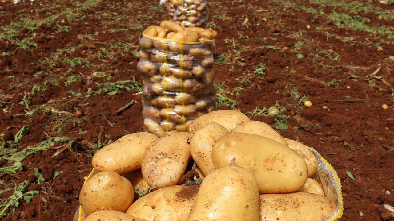 Adana’da turfanda patates hasadı başladı! Tarlada 20 TL’ye alıcı buldu