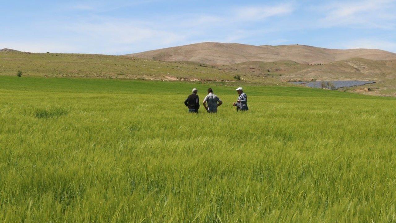 Elazığ’da süne ile mücadele: 210 köyde sürvey çalışmaları başladı