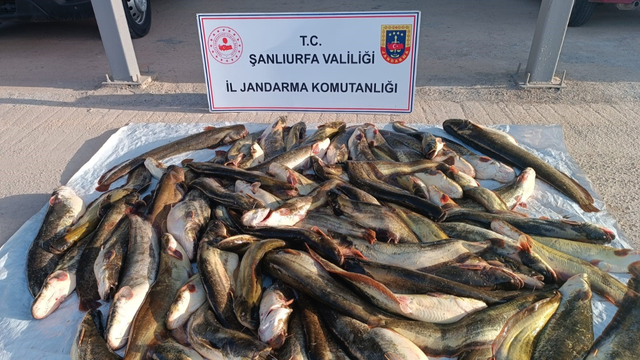 Şanlıurfa’da kaçak avcıya jandarmadan 24 bin TL’lik ders