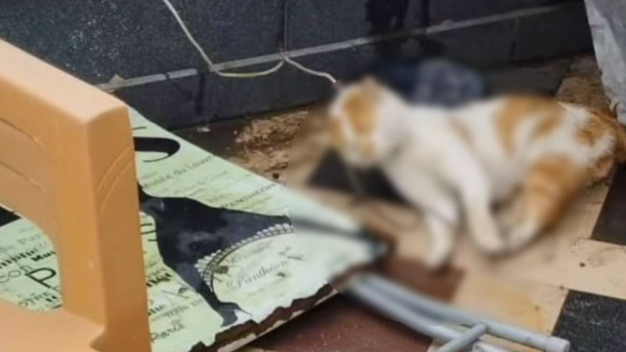 Samsun'da bir camide kediyi boynundan iple asan vahşiler 16 yaşında iki çocuk çıktı!