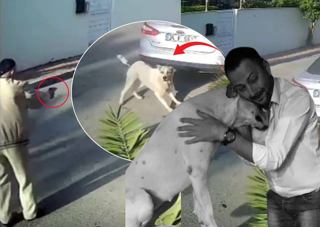 Emekli polisi memuru, havladı diye köpeği katletti! Lady'yi 3 el ateş ederek öldürdü