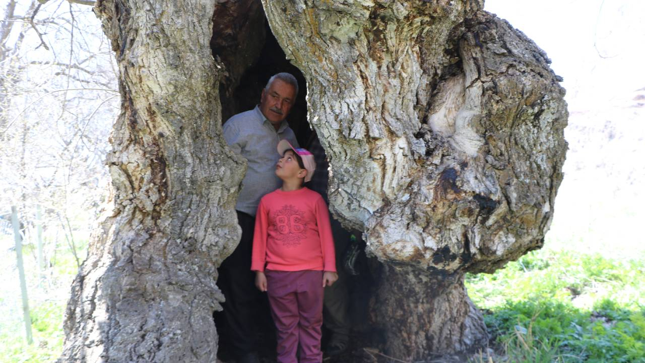Hakkari'de asırlık ceviz ağacının kovuğuna 12 kişi sığdı