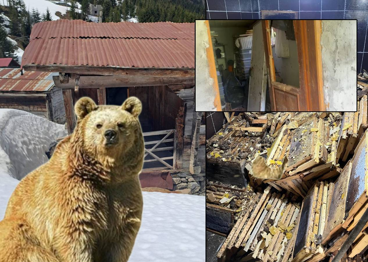 Rize'de kış uykusundan uyanan ayılar evlere dadandı, 30 hanede yiyecek aramışlar